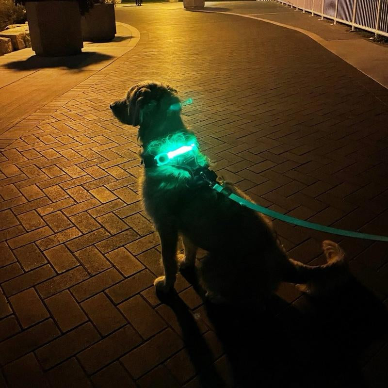 LED PET Safety Halo Style Collar for Dogs - Glow in the Dark Collar